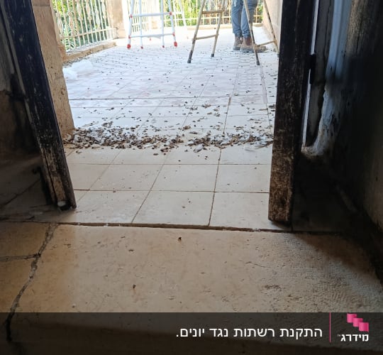 לשלשת יונים על רצפת מרפסת ובעל מקצוע על סולם במהלך עבודה